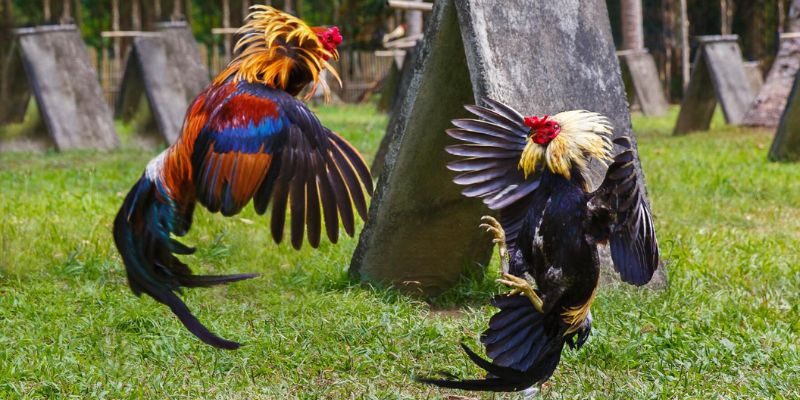 Lý giải sức hút của danh mục chọi kê tại ww88 